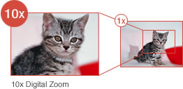 Zoom cat pict